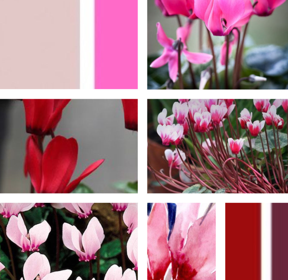 Recorded and ready to watch watercolour classes ‘Festive Flowers’ (set of 3 Cyclamen, Feather and foliage swag and Mistletoe and ivy)