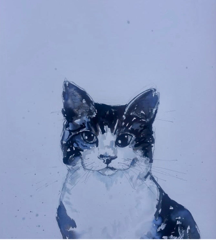 Pet portrait, detailed black and white cat portrait, no colour