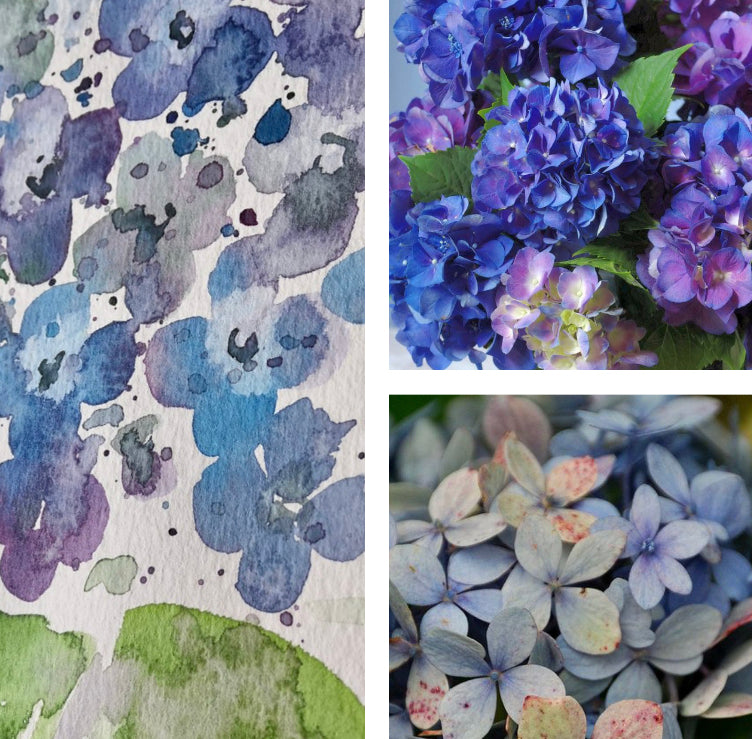 Recorded and ready to watch watercolour class, Hydrangeas (set of 4 Lace cap hydrangea, Wild style hydrangea, Conical hydrangea and Globe hydrangea