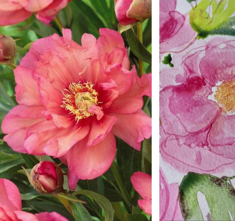 Recorded and ready to watch watercolour Peonies 4 ways (set of 4)