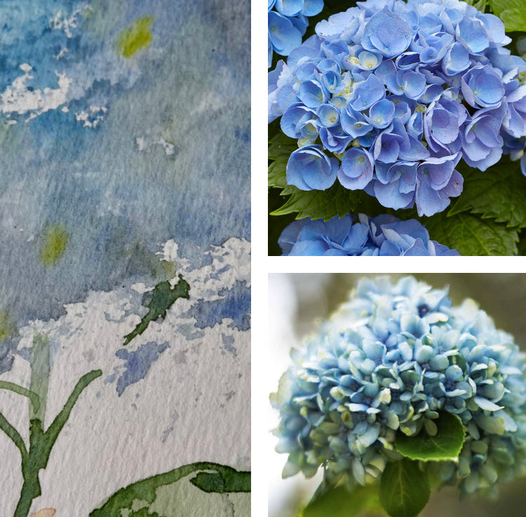 Recorded and ready to watch watercolour class, Hydrangeas (set of 4 Lace cap hydrangea, Wild style hydrangea, Conical hydrangea and Globe hydrangea